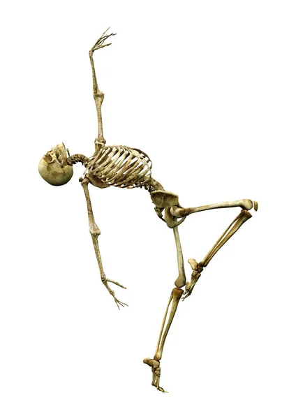白地に隔離された人間の骨格の3Dレンダリング — ストック写真