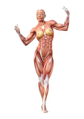 Beyaz arka planda izole edilmiş kas haritaları olan üç boyutlu bir kadın figürü