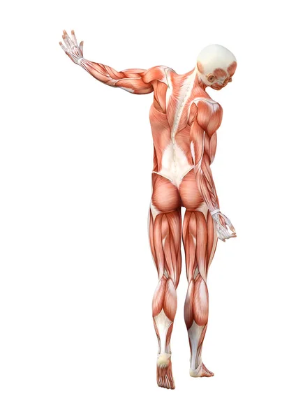 Rendering Female Figure Muscle Maps Isolated White Background — Stock Photo, Image