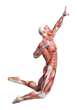 kaslı bir erkek anatomisi şekil 3D render harita izole üzerinde beyaz arka plan