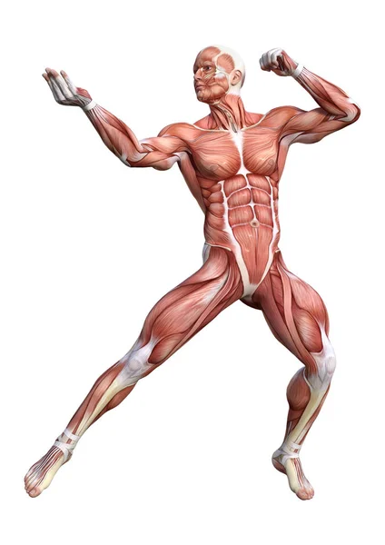 Renderização Uma Figura Anatômica Masculina Com Mapa Muscular Isolado Fundo — Fotografia de Stock