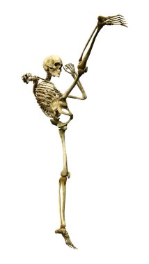 Beyaz arkaplanda izole edilmiş bir insan iskeletinin 3 boyutlu görüntülenmesi