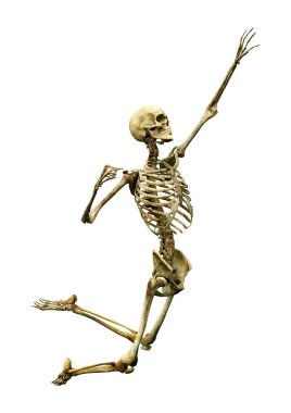 Beyaz arkaplanda izole edilmiş bir insan iskeletinin 3 boyutlu görüntülenmesi