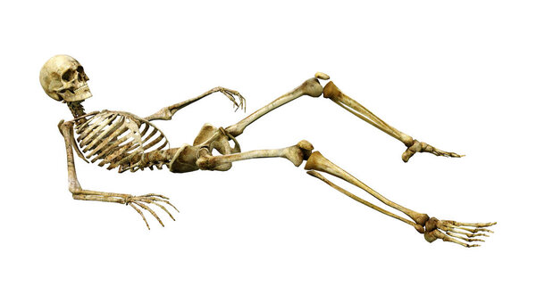 3D rendering of a human skeleton isolated on white background