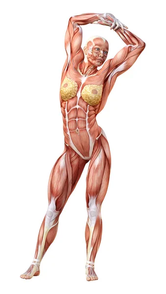 Rendering Female Figure Muscle Maps Isolated White Background — Stock Photo, Image