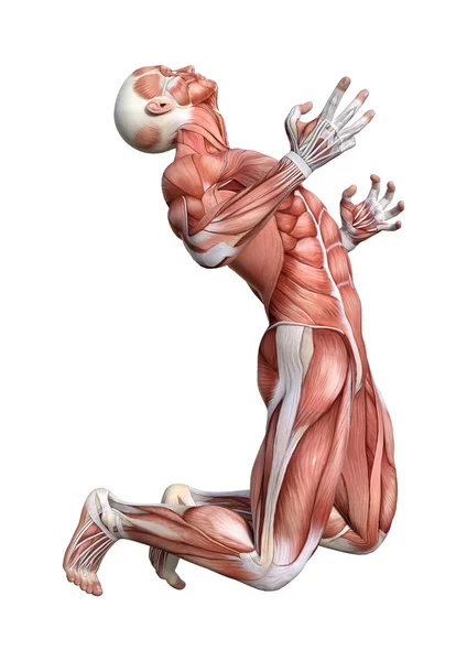 Rendering Male Anatomy Figure Muscles Map Isolated White Background — Stock Photo, Image