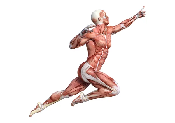 Representación Una Figura Anatomía Masculina Con Mapa Muscular Aislado Sobre — Foto de Stock