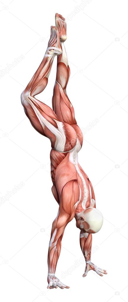 3D rendering of a male anatomy figure with muscles map isolated on white background
