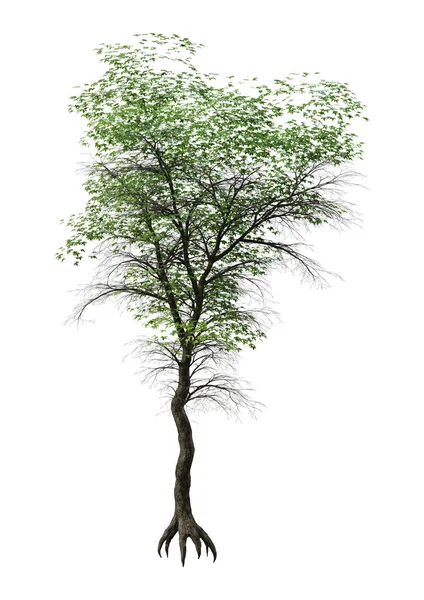 Τρισδιάστατη Απεικόνιση Του Ένα Πράσινο Ιαπωνικά Maple Tree Που Απομονώνονται — Φωτογραφία Αρχείου
