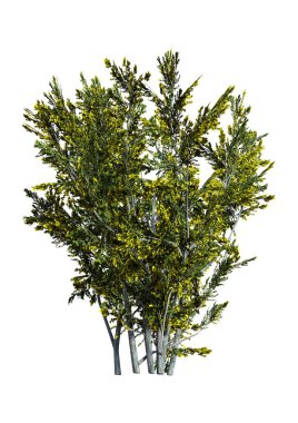 3D rendering of a creosote bush or Larrea tridentata or greasewood or chaparral or gobernadora isolated on white background clipart