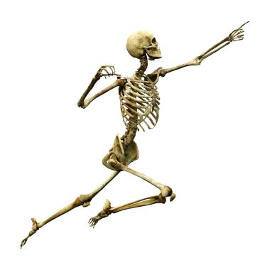 Beyaz arkaplanda izole edilmiş bir insan iskeletinin 3 boyutlu görüntülenmesi