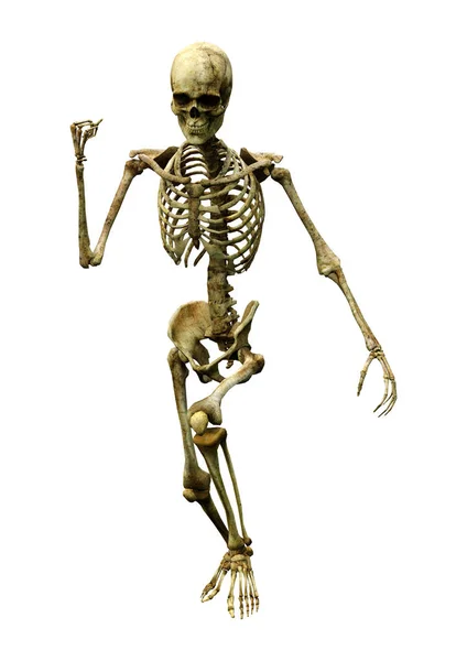 Darstellung Eines Menschlichen Skeletts Isoliert Auf Weißem Hintergrund — Stockfoto