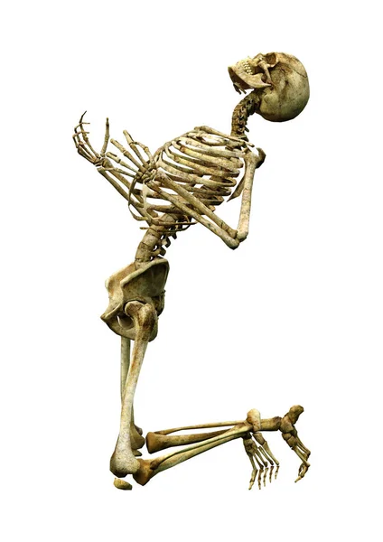 Rendering Human Skeleton Isolated White Background — Stock Photo, Image