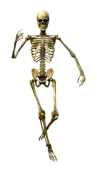 Darstellung Eines Menschlichen Skeletts Isoliert Auf Weißem Hintergrund — Stockfoto