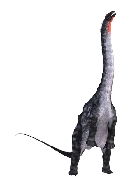 Rendu Dinosaure Apatosaurus Isolé Sur Fond Blanc — Photo