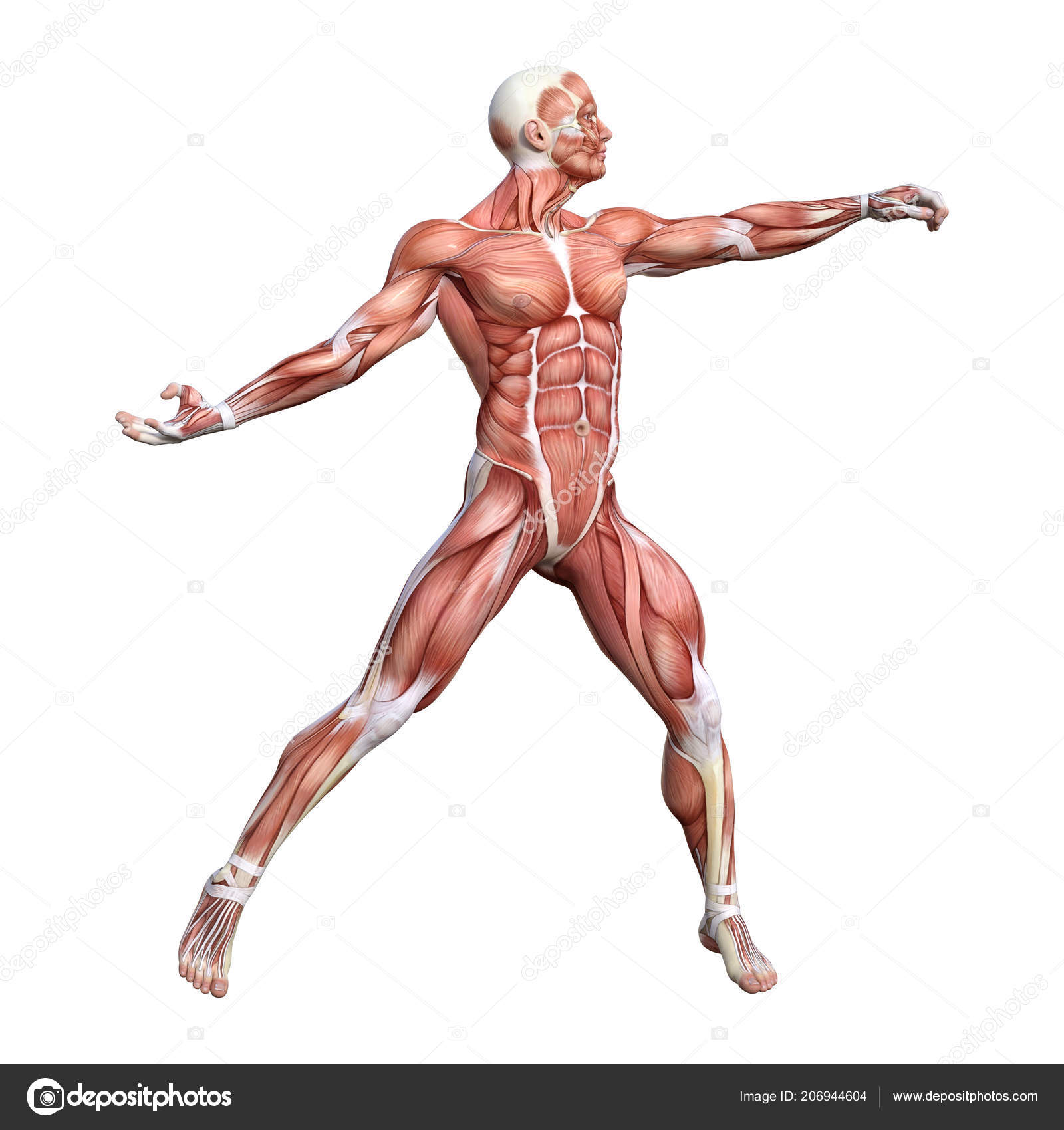Rendering Male Anatomy Figure Muscles Map Isolated White Background Stock Photo Image By C Photosvac 206944604