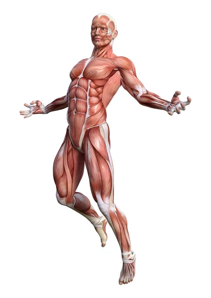 Rendering Male Anatomy Figure Muscles Map Isolated White Background — Stock Photo, Image