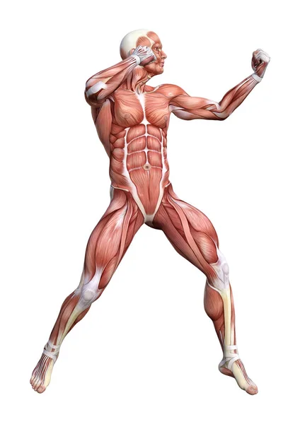 Renderowania Postaci Męskiej Anatomii Mięśni Mapa Białym Tle Białym Tle — Zdjęcie stockowe