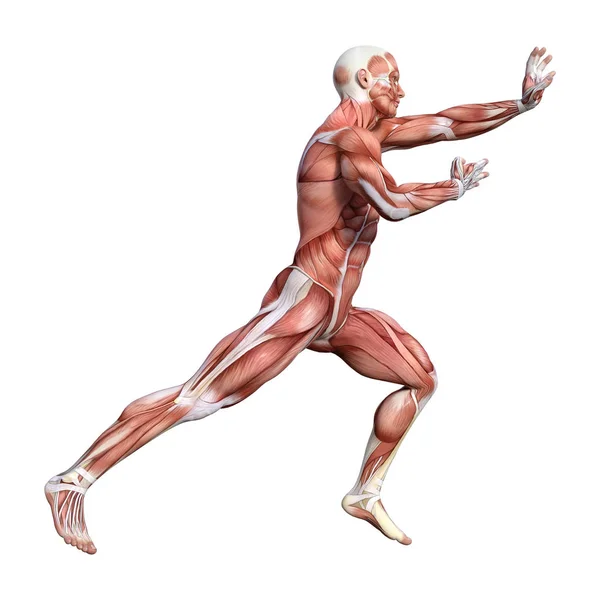 Kaslı Bir Erkek Anatomisi Şekil Render Harita Izole Üzerinde Beyaz — Stok fotoğraf