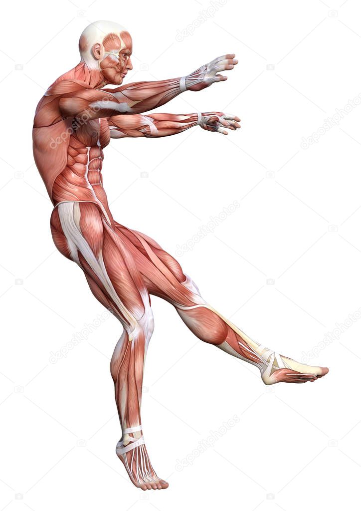 3D rendering of a male anatomy figure with muscles map isolated on white background