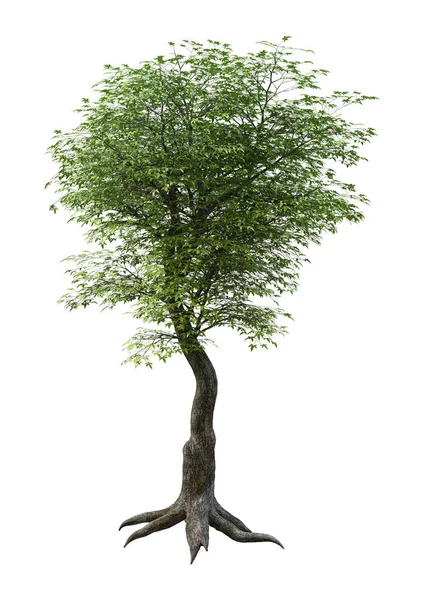 Beyaz Arka Plan Üzerinde Izole Bir Yeşil Japon Akça Ağaç — Stok fotoğraf