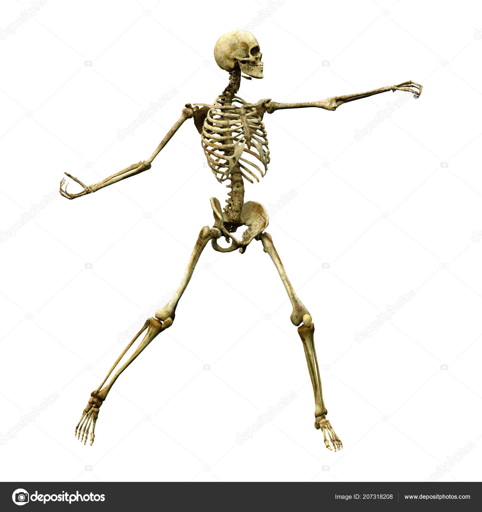 Rendu Squelette  Humain  Isol  Sur Fond Blanc  Photographie 