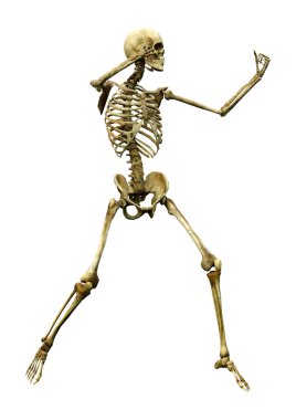 Beyaz arkaplanda izole edilmiş bir insan iskeletinin 3 boyutlu görüntülenmesi
