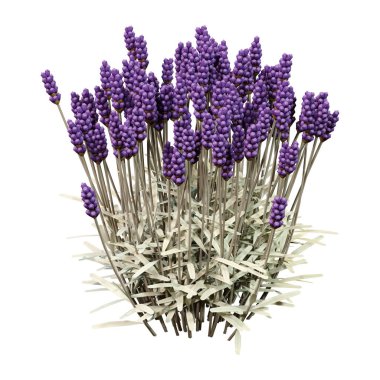 Beyaz arkaplanda 3 boyutlu lavanta çiçeği çizimi