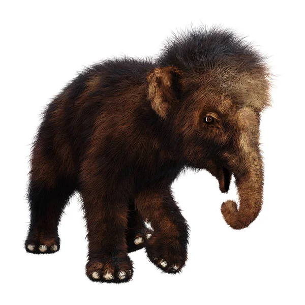 Rendering Woolly Mammoth Baby Isolated White Background — Stock Photo, Image