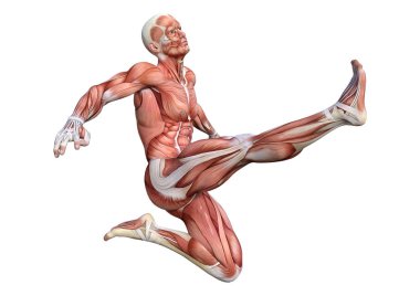 kaslı bir erkek anatomisi şekil 3D render harita izole üzerinde beyaz arka plan