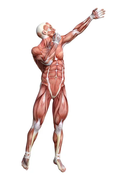 Representación Una Figura Anatomía Masculina Con Mapa Muscular Aislado Sobre — Foto de Stock