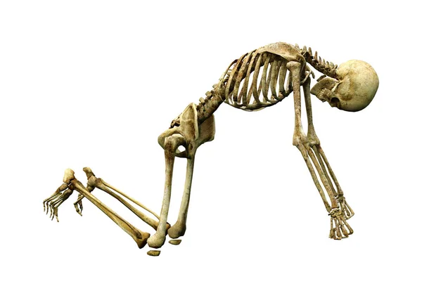 Weergave Van Een Menselijk Skelet Geïsoleerd Witte Achtergrond — Stockfoto