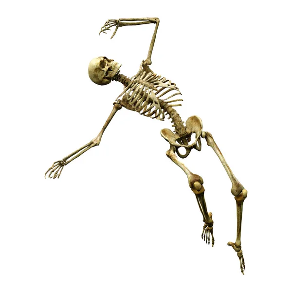 Darstellung Eines Menschlichen Skeletts Isoliert Auf Weißem Hintergrund — Stockfoto