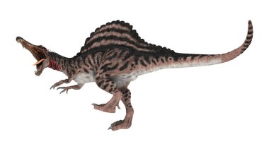 Spinosaurus beyaz arka plan üzerinde izole bir dinozor 3D render
