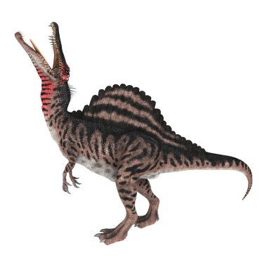 Spinosaurus beyaz arka plan üzerinde izole bir dinozor 3D render