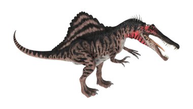Spinosaurus beyaz arka plan üzerinde izole bir dinozor 3D render