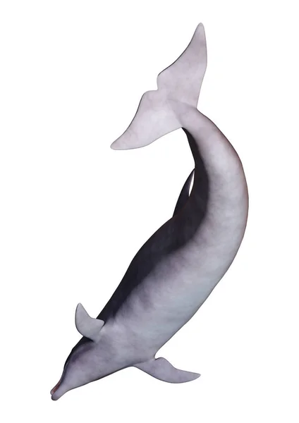 Representación Delfín Aislado Sobre Fondo Blanco — Foto de Stock