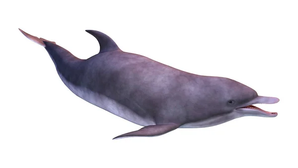 渲染的孤立的白色背景上的一只海豚 — 图库照片