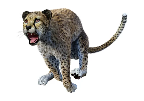 Rendering Van Een Grote Kat Cheeta Geïsoleerd Witte Achtergrond — Stockfoto