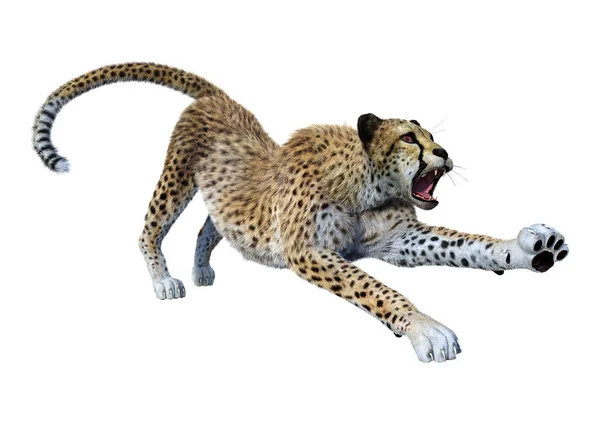 Rendering Big Cat Cheetah Isolated White Background — Stock Photo, Image