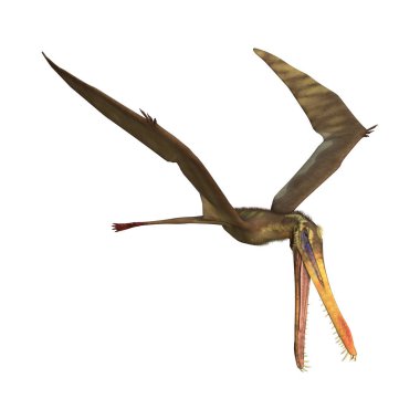 Beyaz arka plan üzerinde Anhanguera izole bir pterodactyl 3D render