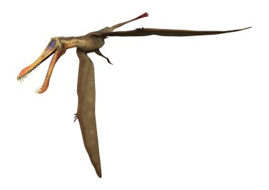 3D rendering of a pterodactyl Anhanguera isolated on white background clipart