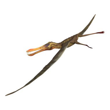 Beyaz arka plan üzerinde Anhanguera izole bir pterodactyl 3D render