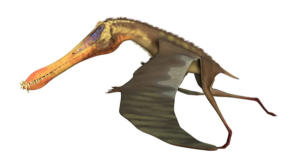 Rendering Pterodactyl Anhanguera Isolerad Vit Bakgrund — Stockfoto