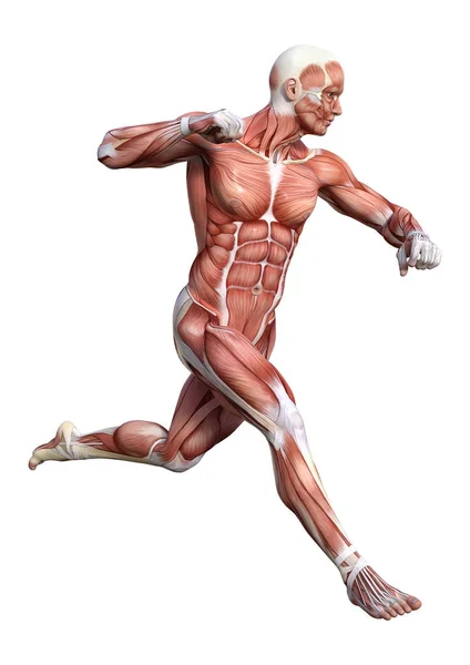 Rendering Male Anatomy Figure Muscles Map Isolated White Background — Stock Photo, Image