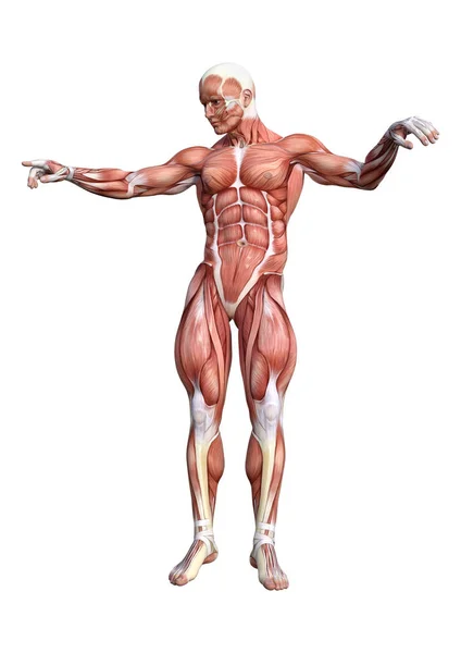渲染的肌肉男性解剖图映射孤立在白色背景 — 图库照片