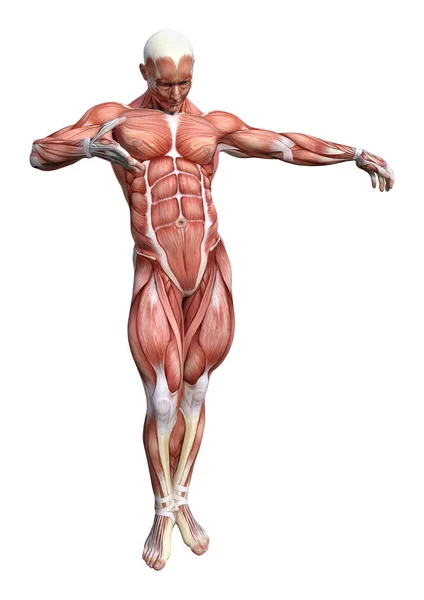 Rendering Male Anatomy Figure Muscles Map Isolated White Background — Stock Photo, Image