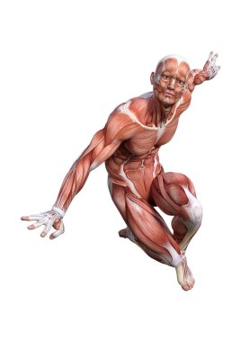kaslı bir erkek anatomisi şekil 3D render harita izole üzerinde beyaz arka plan