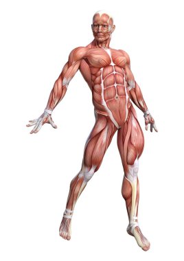 3D render erkek anatomisi şekil üzerinde beyaz