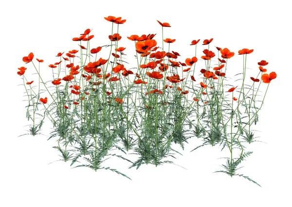 Representación Plantas Amapola Con Flores Rojas Aisladas Sobre Fondo Blanco —  Fotos de Stock